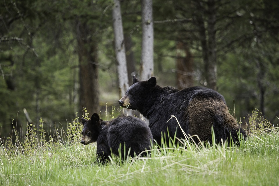 black-sow-and-cub-michigan