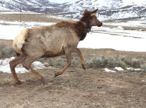 collared-cow-elk-wyoming