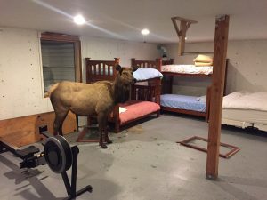 cow-elk-in-idaho-basement