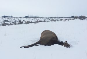 dead-elk-from-japanese-yew-idaho-falls