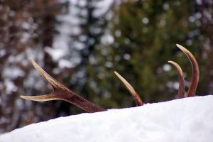 elk-antler-shed-in-the-snow