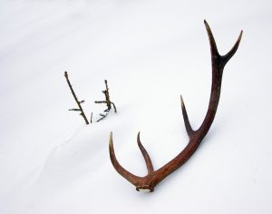 elk-shed-antler-in-the-snow