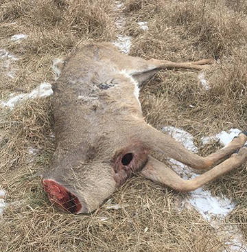 headless-deer-poached-in-iowa