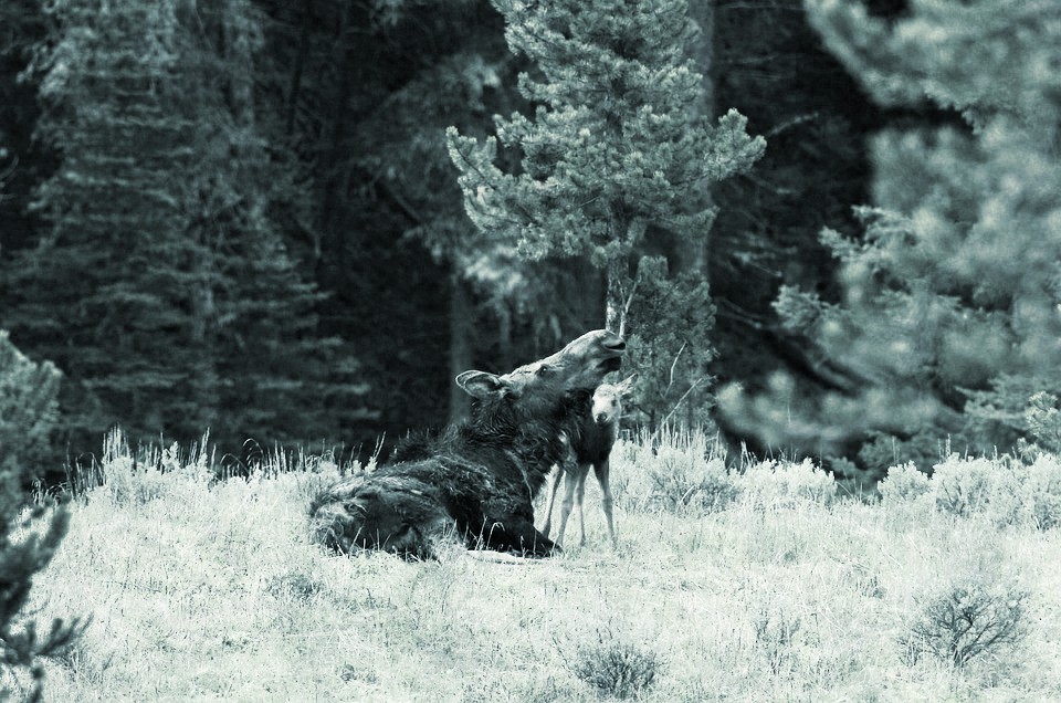 moose-calf-and-cow-vermont