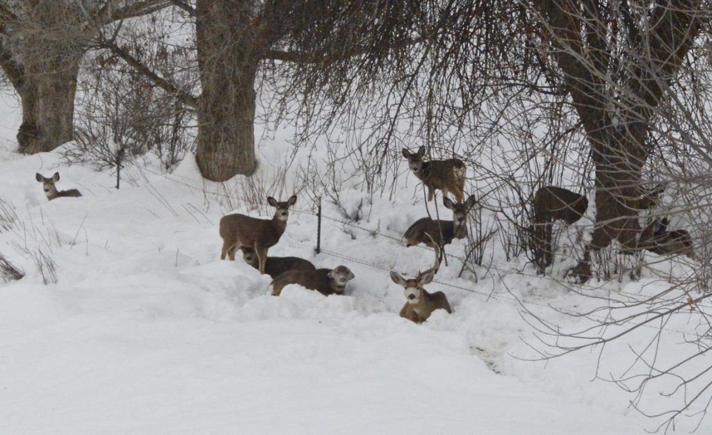 mule-deer-bedding-close-to-feeding-station-idaho