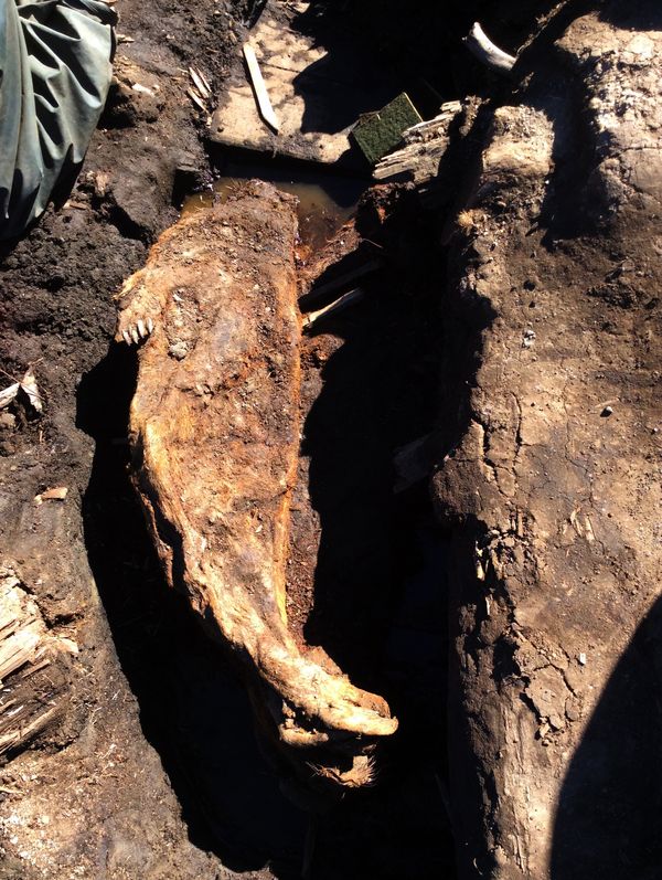 mummified-seal-unearthed-in-alaska