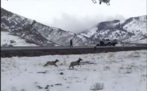 officials-herding-elk-on-i-80