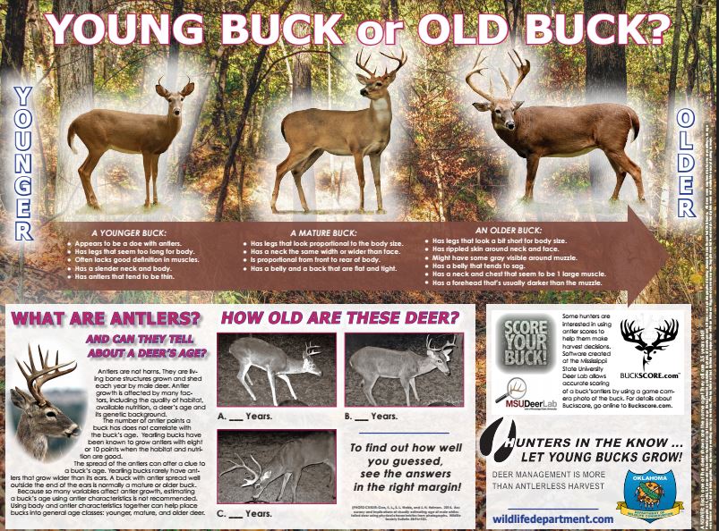 oklahoma-buck-poster