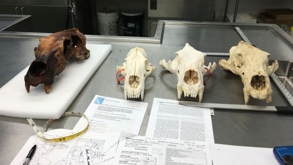 possible-weasel-bear-skull-with-regular-polar-bear-skulls