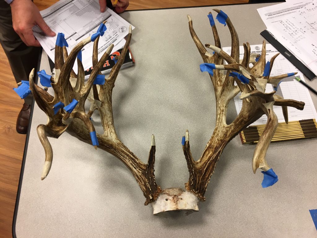 stephen-tuckers-record-deer-antlers-being-scored