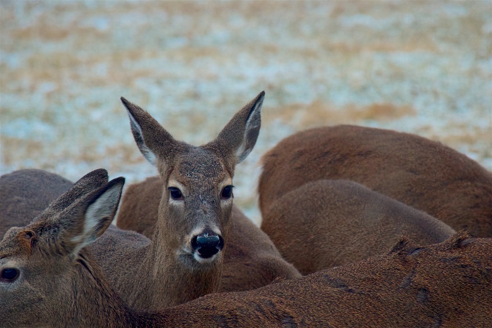 whitetail-deer-ranch