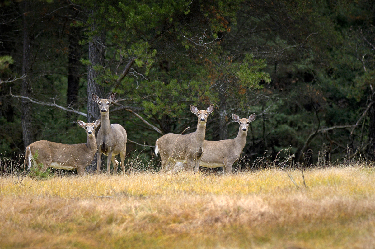 whitetail-does-michigan