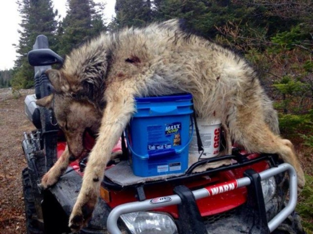 wolf-coyote-hybrid-on-four-wheeler