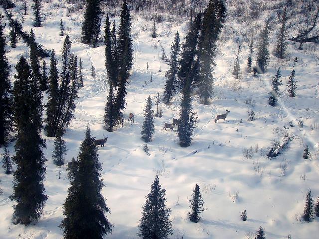 woodland-caribou-british-columbia