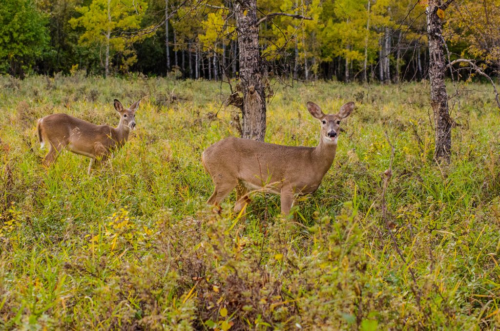 whitetail-deer-maryland