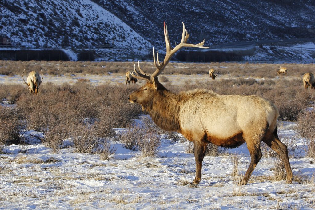 bull-elk-wyoming