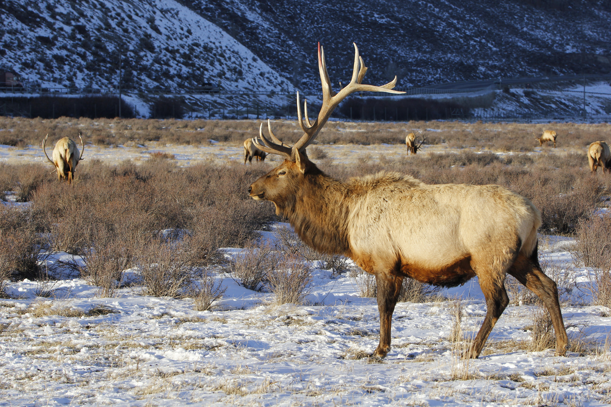 bull-elk-wyoming