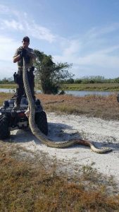 15-foot-burmese-python-captured-in-south-florida