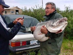 83-pound-lake-trout