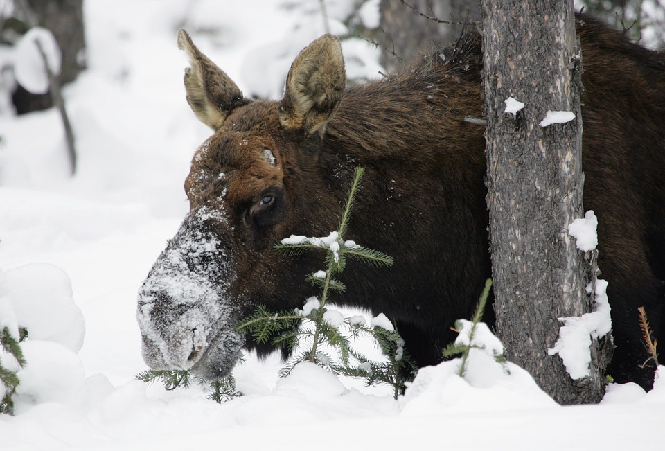 alaskan-moose-in-winter