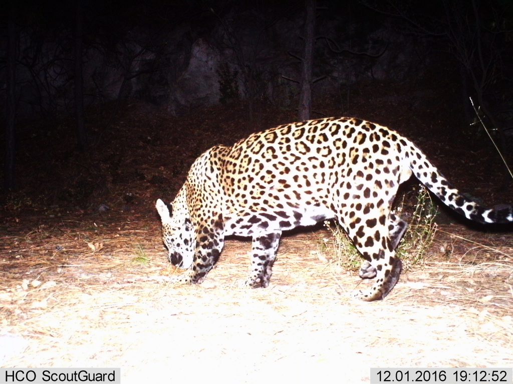 another-male-jaguar-photographed-in-december-2016