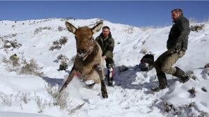 arthur-middleton-releasing-captured-elk