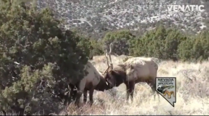 bull-elk-locked-up