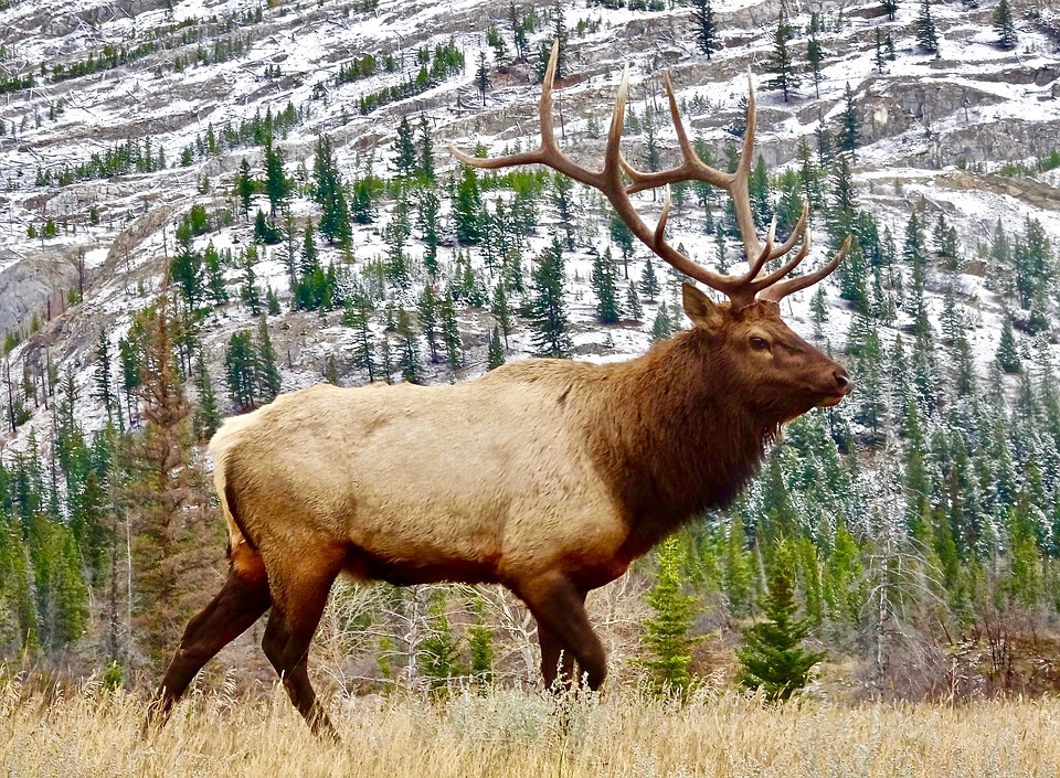 bull-elk-wyoming-mountains