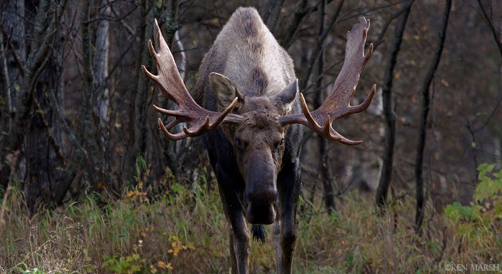 bull-moose-alaska