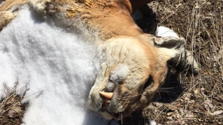 cougar-found-near-thunder-bay-march-25-2017