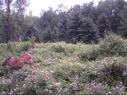 elk-calf-black-river