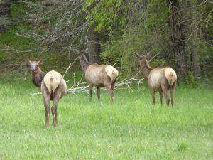 elk-idaho