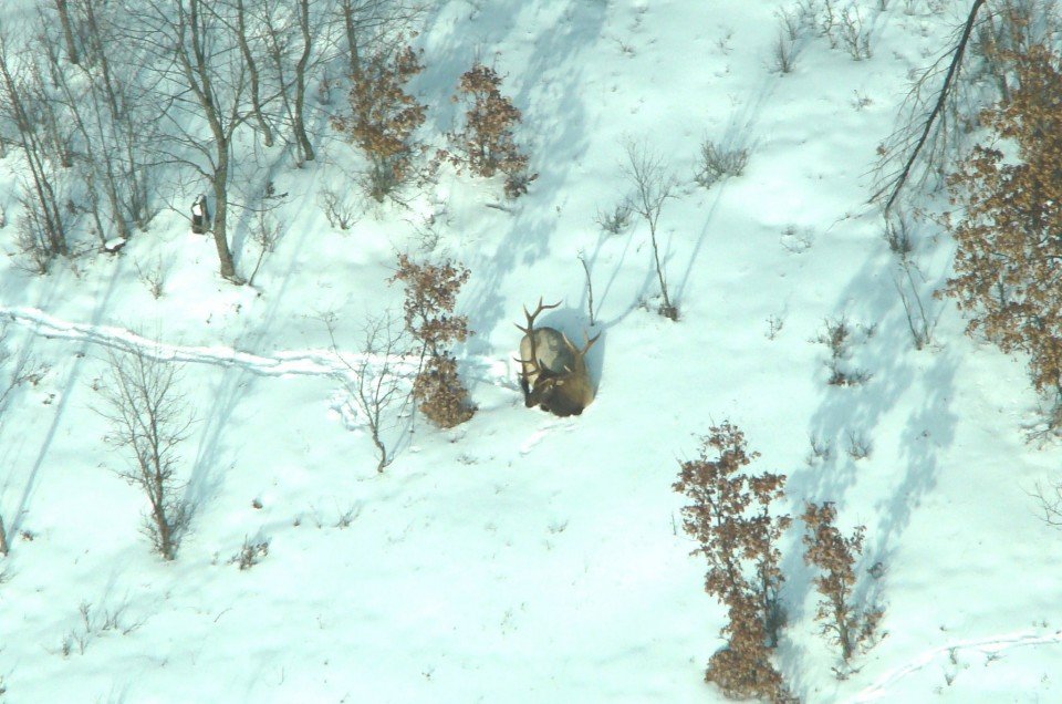 elk-in-michigan-snow