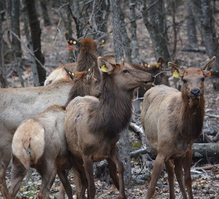 elk-in-quarantine-pen-wisconsin