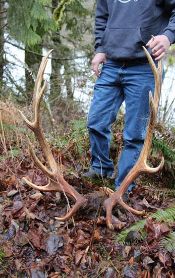 elk-rack-from-poaching-incident