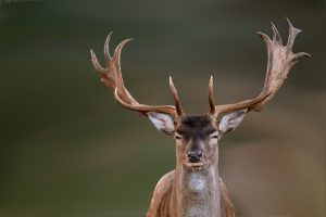 fallow-deer-buck