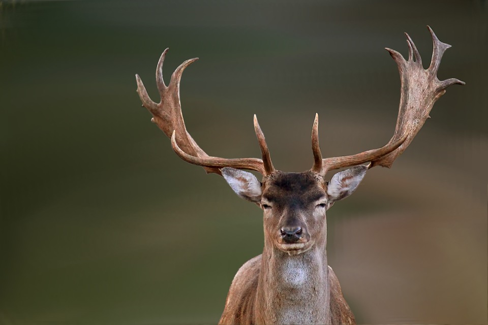 fallow-deer-buck