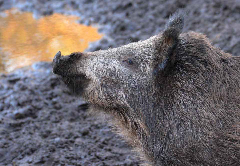 feral-hog-texas