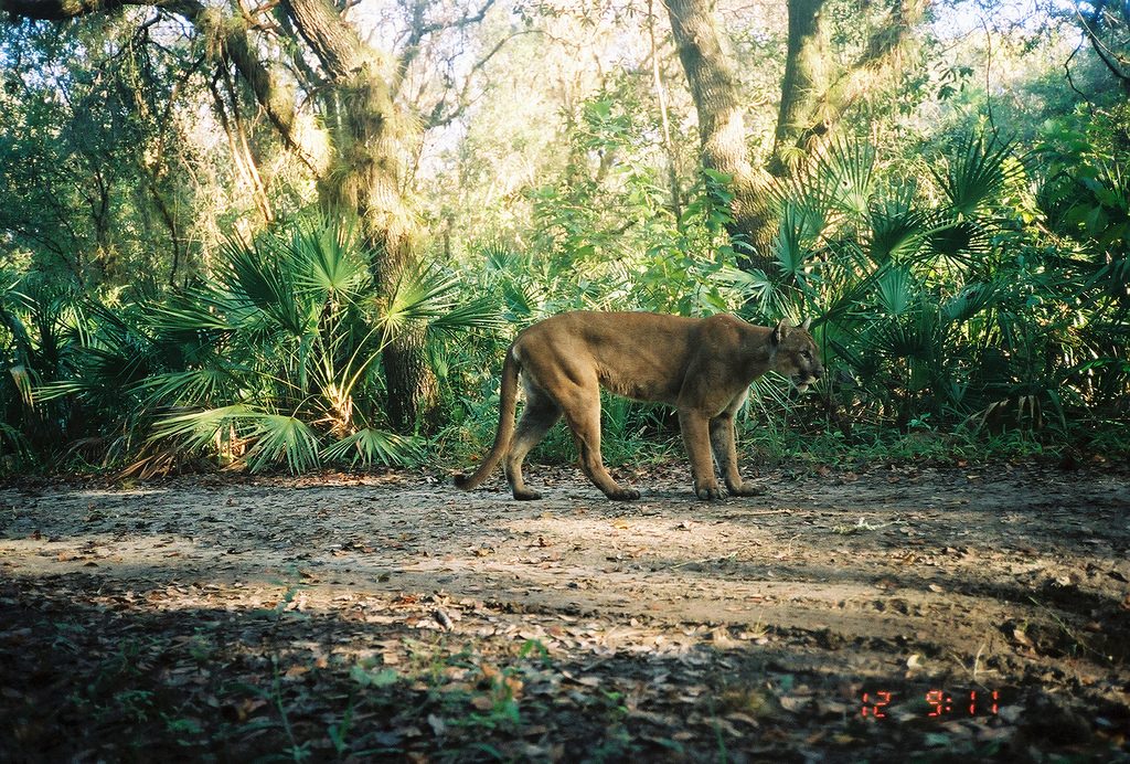 florida-panther-on-camera