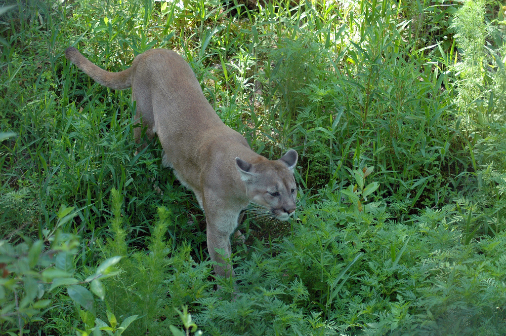 florida-panther-traversing-through-the-brush