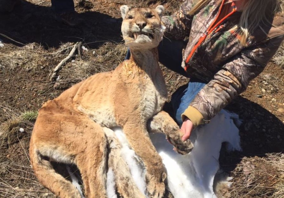 full-body-pic-of-cougar-found-near-thunder-bay-march-25-2017