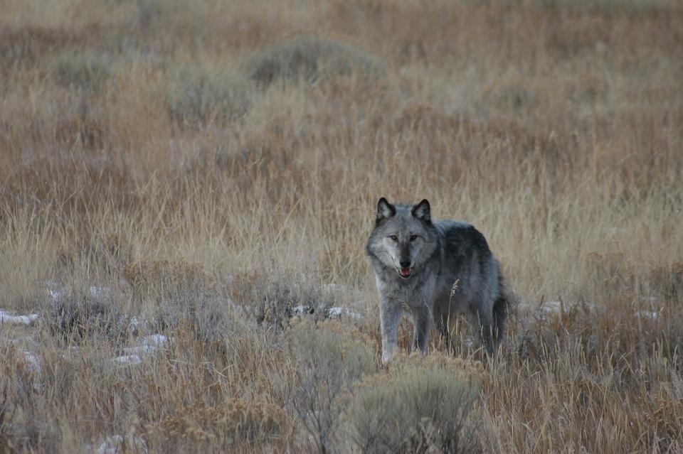 gray-wolf-wyoming