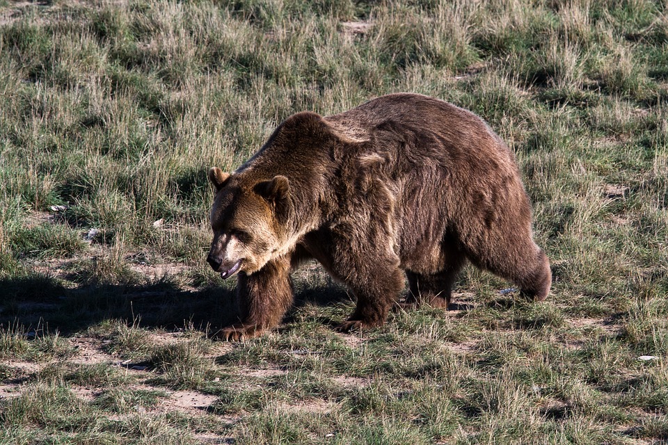 grizzly-bear-BC