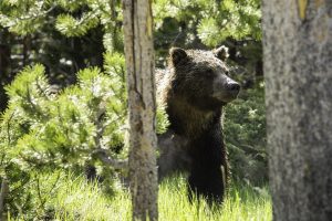 grizzly-bear-british-columbia