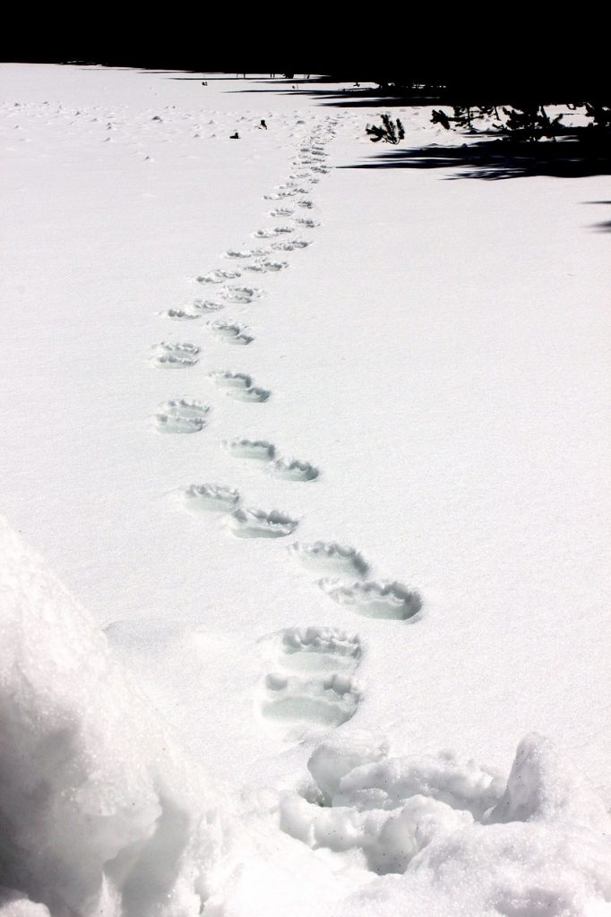 grizzly-bear-tracks-in-the-snow