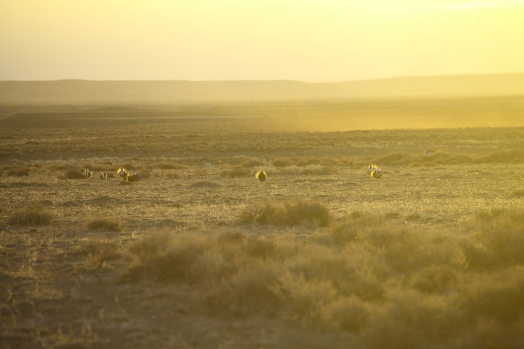 male-sage-grouse-lek-southwestern-wyoming