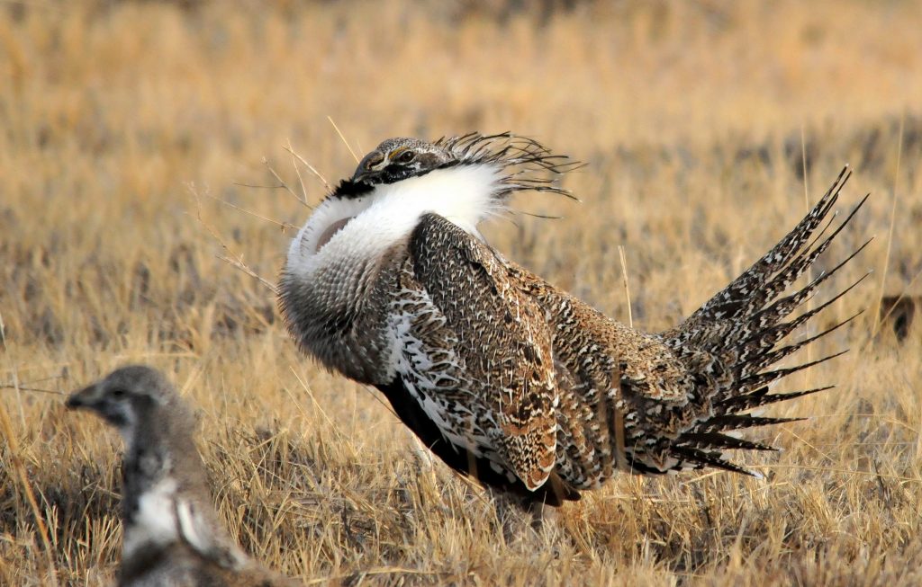 male-sage-grouse-wyoming