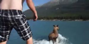man-before-he-jump-son-moose-back