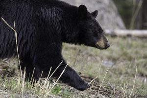 michigan-black-bear