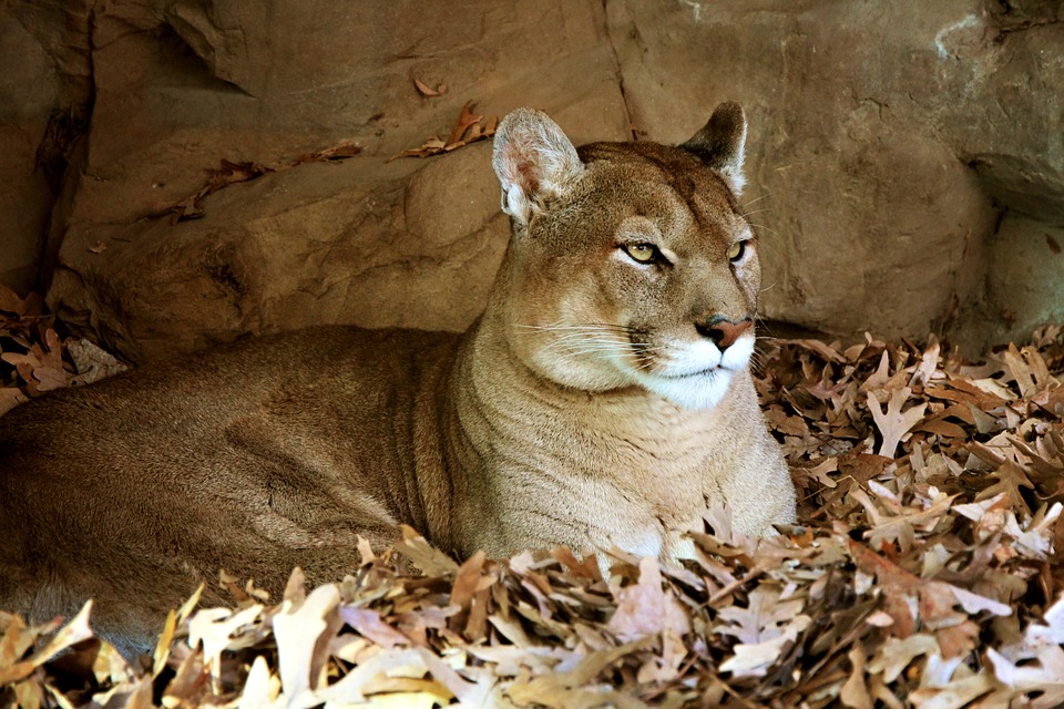 mountain-lion-california